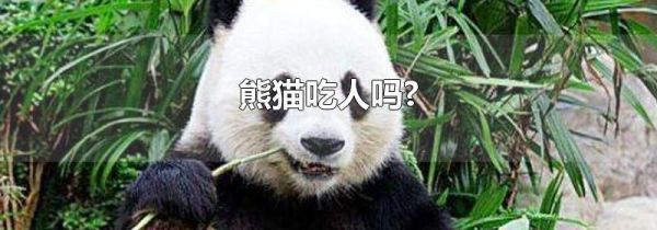 熊猫吃人吗?