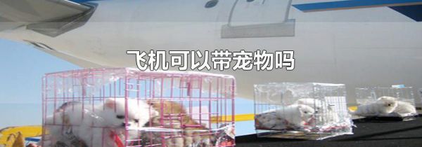 飞机可以带宠物吗
