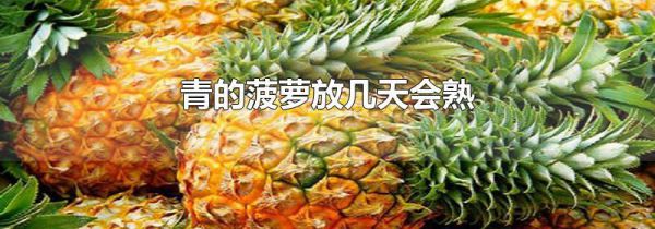 青的菠萝放几天会熟