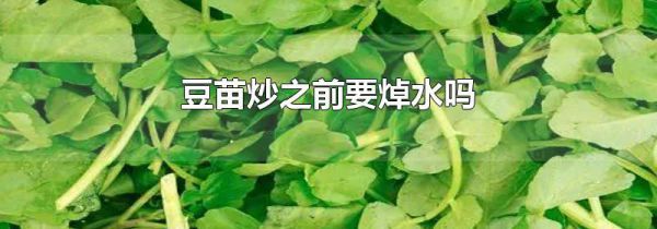 豆苗炒之前要焯水吗