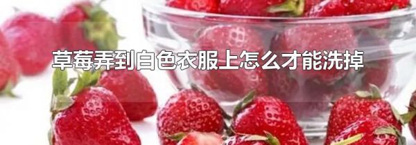草莓弄到白色衣服上怎么才能洗掉
