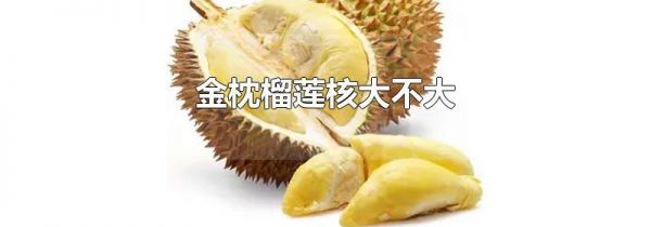 金枕榴莲核大不大