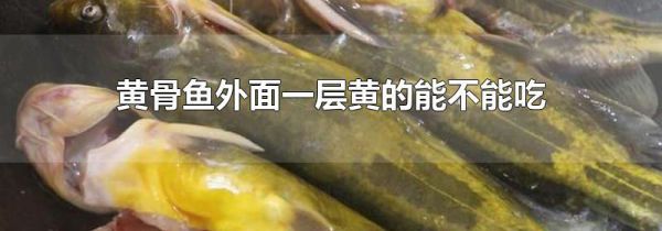 黄骨鱼外面一层黄的能不能吃