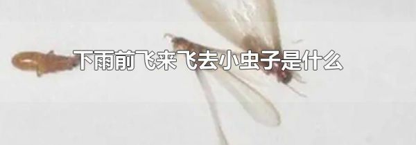 下雨前飞来飞去小虫子是什么