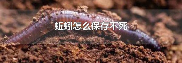 蚯蚓怎么保存不死