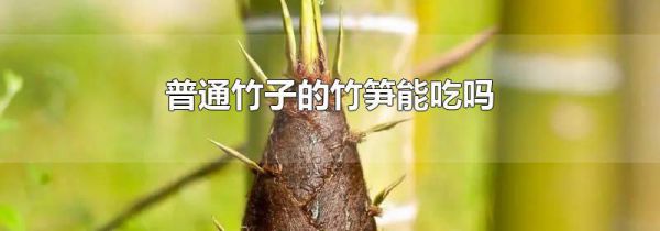 普通竹子的竹笋能吃吗