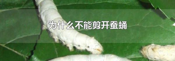 为什么不能剪开蚕蛹
