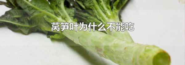 莴笋叶为什么不能吃