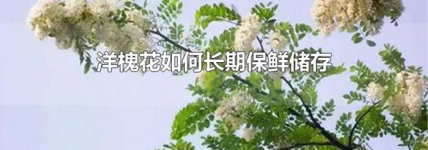 洋槐花如何长期保鲜储存