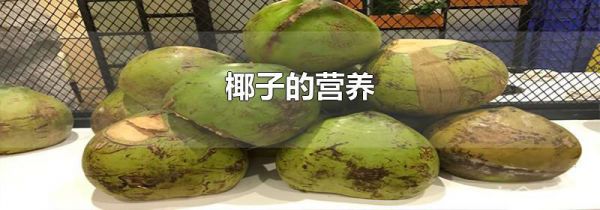 椰子的营养
