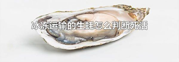 冰冻运输的生蚝怎么判断死活