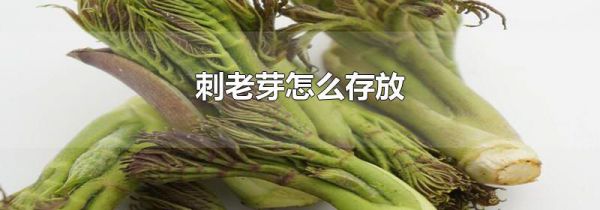 刺老芽怎么存放