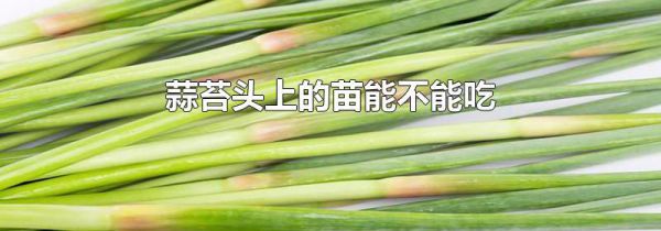 蒜苔头上的苗能不能吃