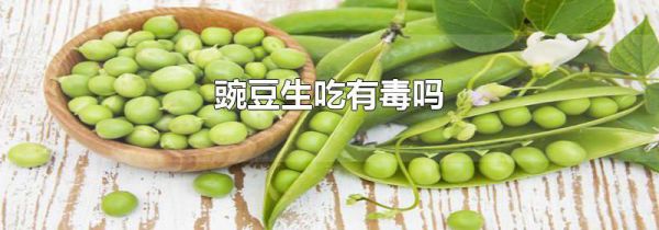 豌豆生吃有毒吗