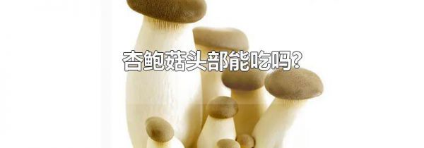 杏鲍菇头部能吃吗?