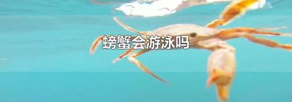 螃蟹会游泳吗