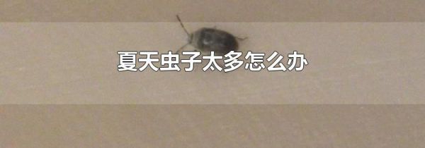 夏天虫子太多怎么办