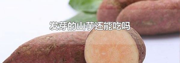 发芽的山芋还能吃吗