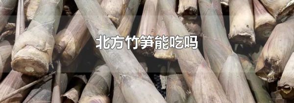 北方竹笋能吃吗