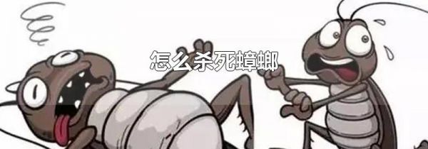 怎么杀死蟑螂