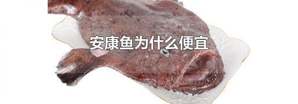 安康鱼为什么便宜