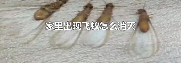 家里出现飞蚁怎么消灭