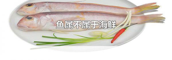 鱼属不属于海鲜