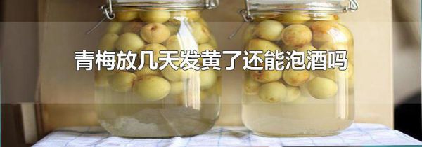 青梅放几天发黄了还能泡酒吗