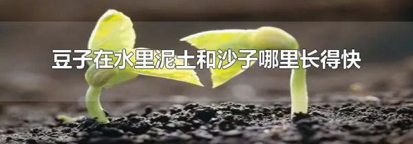 豆子在水里泥土和沙子哪里长得快