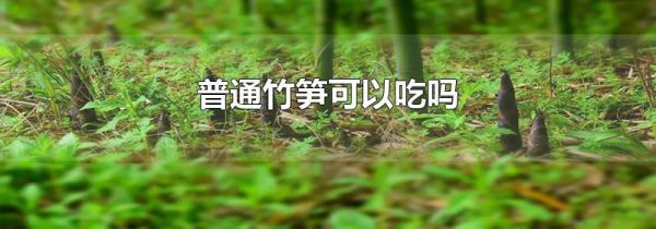 普通竹笋可以吃吗