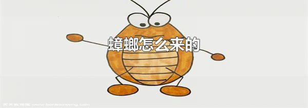 蟑螂怎么来的