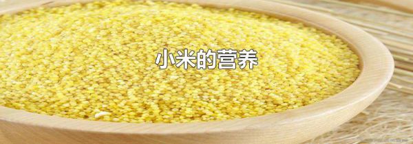 小米的营养