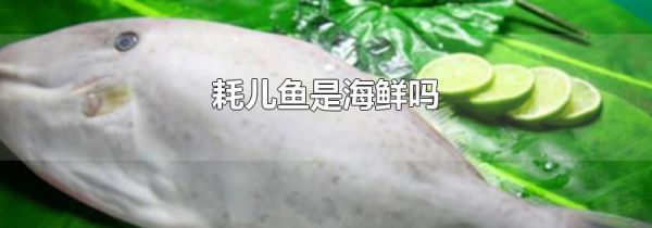 耗儿鱼是海鲜吗