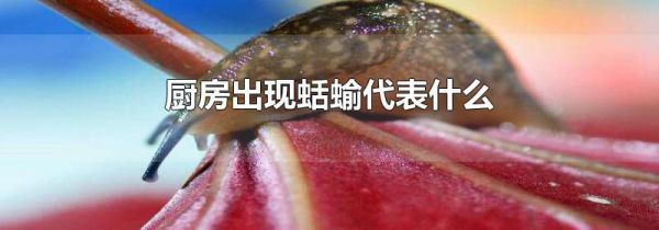 厨房出现蛞蝓代表什么