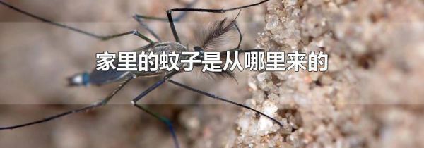 家里的蚊子是从哪里来的