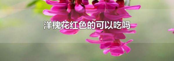 洋槐花红色的可以吃吗