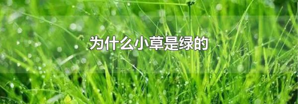 为什么小草是绿的