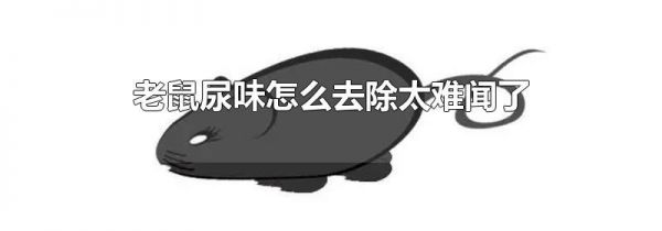 老鼠尿味怎么去除太难闻了