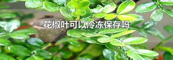 花椒叶可以冷冻保存吗