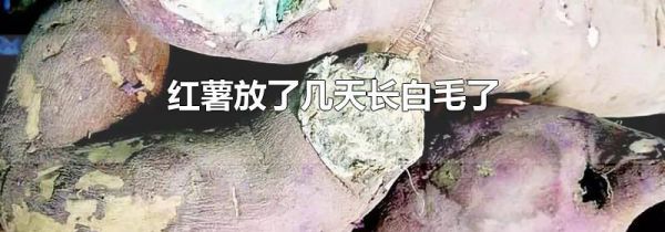 红薯放了几天长白毛了