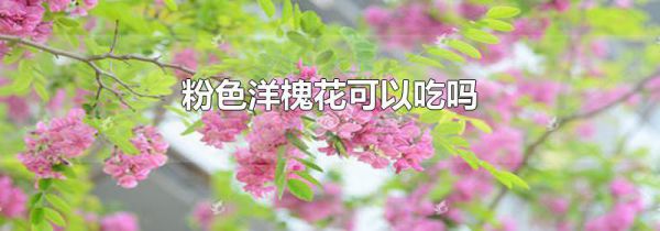 粉色洋槐花可以吃吗