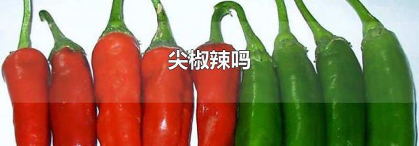 尖椒辣吗