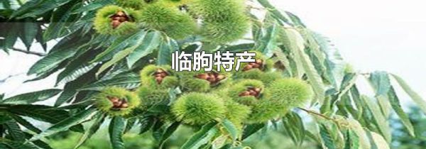 临朐特产