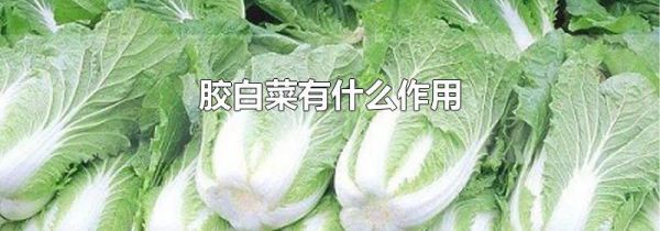 胶白菜有什么作用