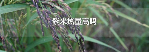 紫米热量高吗
