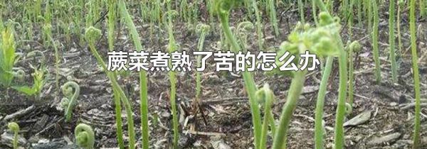 蕨菜煮熟了苦的怎么办