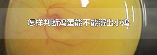 怎样判断鸡蛋能不能孵出小鸡