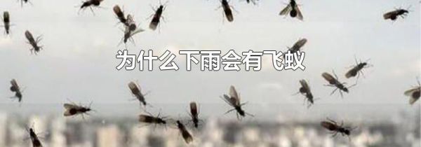 为什么下雨会有飞蚁