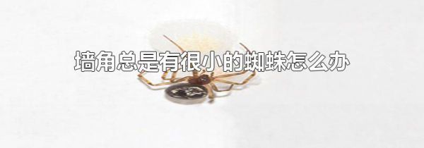 墙角总是有很小的蜘蛛怎么办