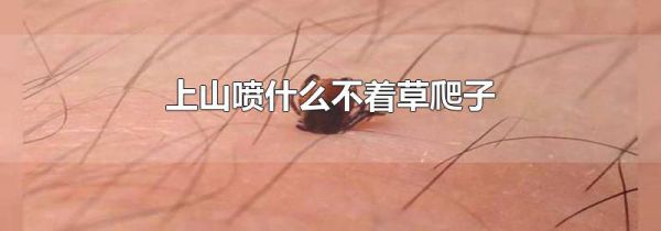上山喷什么不着草爬子